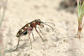 basterdzandloopkever (cicindela hybrida) 6-2008 1213